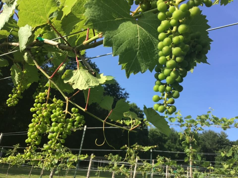 Grapes.jpg